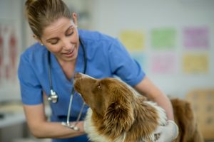 Vet giving check to a dog before a long road trip in a car